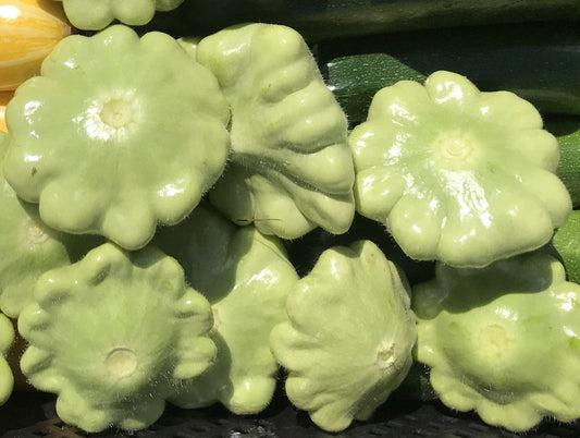 Squash Button, Bennings Green Tint - LifeForce Seeds