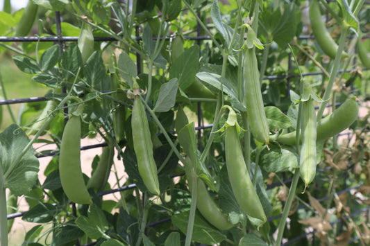 Pea Climbing, Sugar Snap - LifeForce Seeds