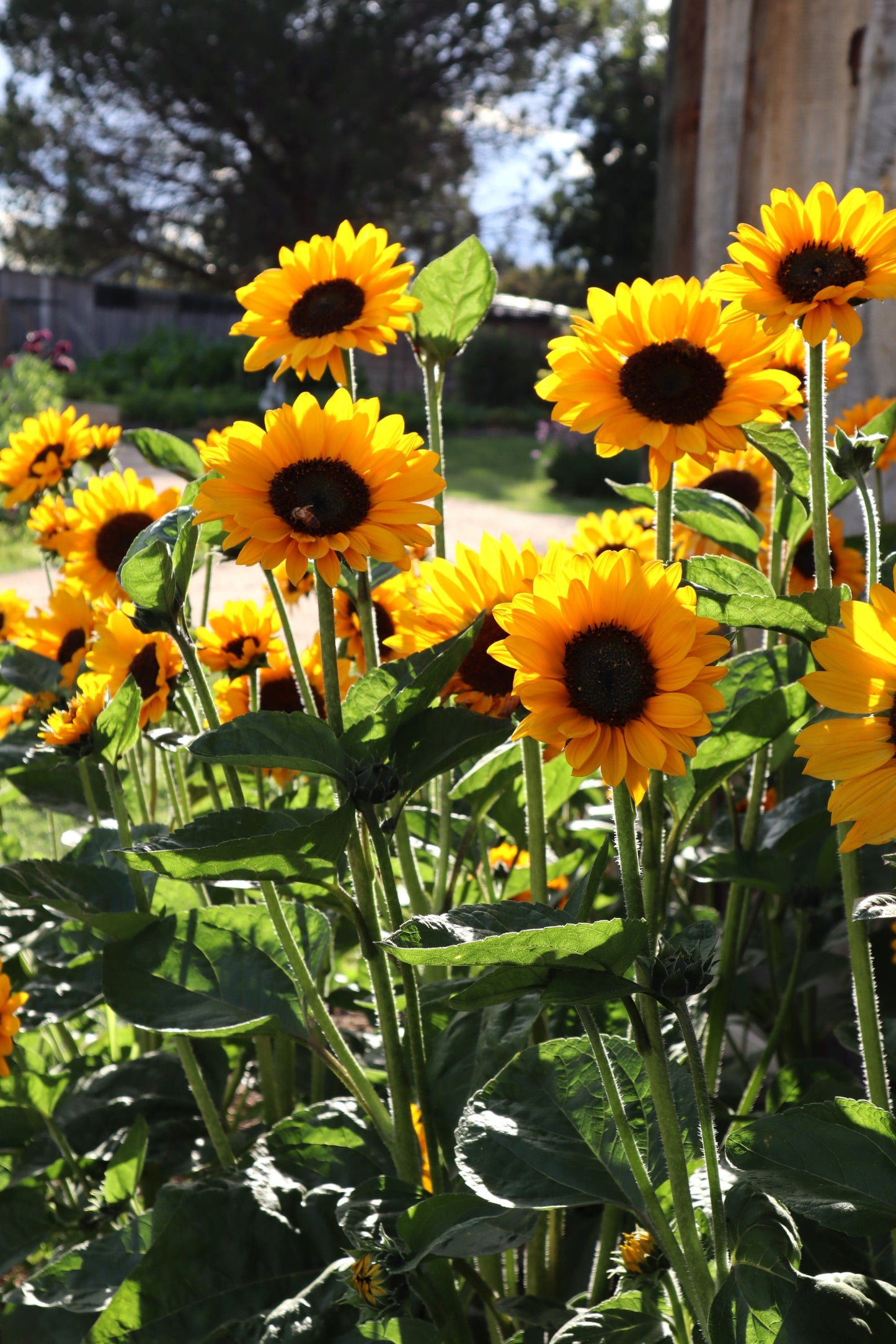 Sunflower Sonja