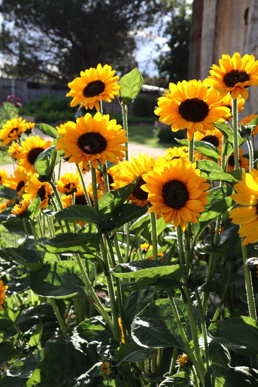 Sunflower Sonja - LifeForce Seeds