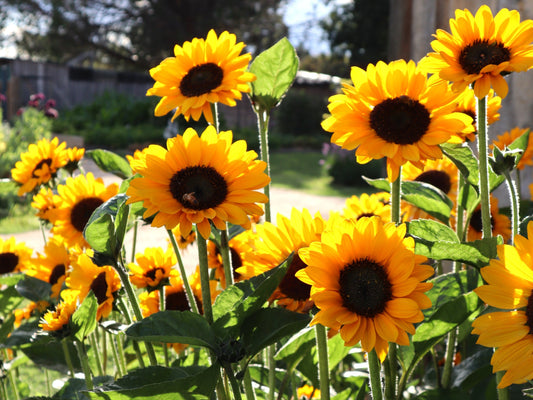 Sunflower Sonja - LifeForce Seeds