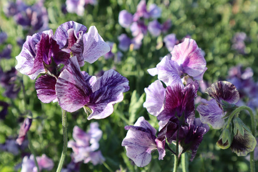 Sweet pea, Earl Gray - LifeForce Seeds