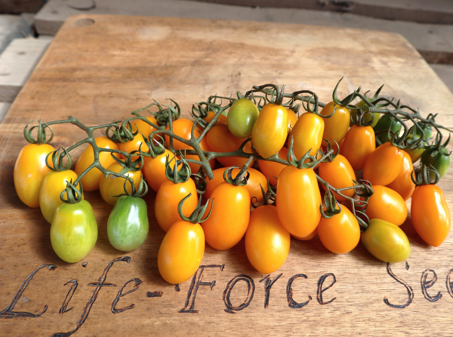 Tomato, Honey Drop Cherry