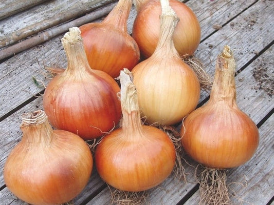 Onion Yellow Large Spanish - LifeForce Seeds