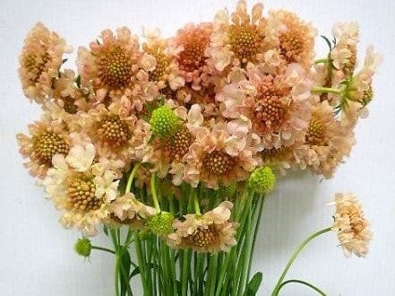 Scabiosa, Fata Morgana - LifeForce Seeds