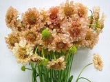 Scabiosa, Fata Morgana - LifeForce Seeds