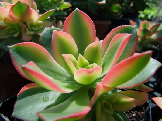 Aeonium haworthii tricolour- Kiwi - LifeForce Seeds