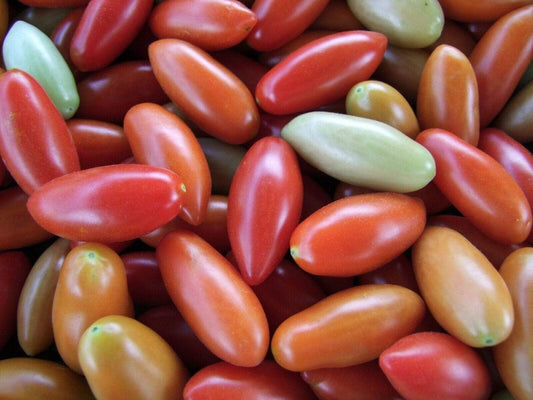 Tomato, Mini Amish - LifeForce Seeds