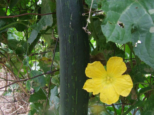 Luffa - LifeForce Seeds
