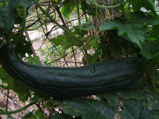 Luffa - LifeForce Seeds