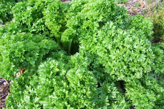 Lettuce Wasabi - LifeForce Seeds