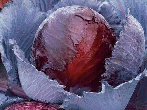 Cabbage Red Acer - LifeForce Seeds