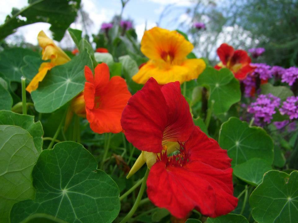 Nasturtium Jewel Mix - LifeForce Seeds