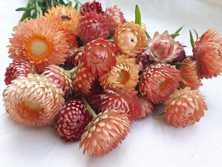 Strawflower, Salmon Rose - LifeForce Seeds