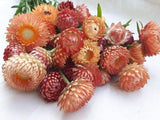 Strawflower, Salmon Rose - LifeForce Seeds