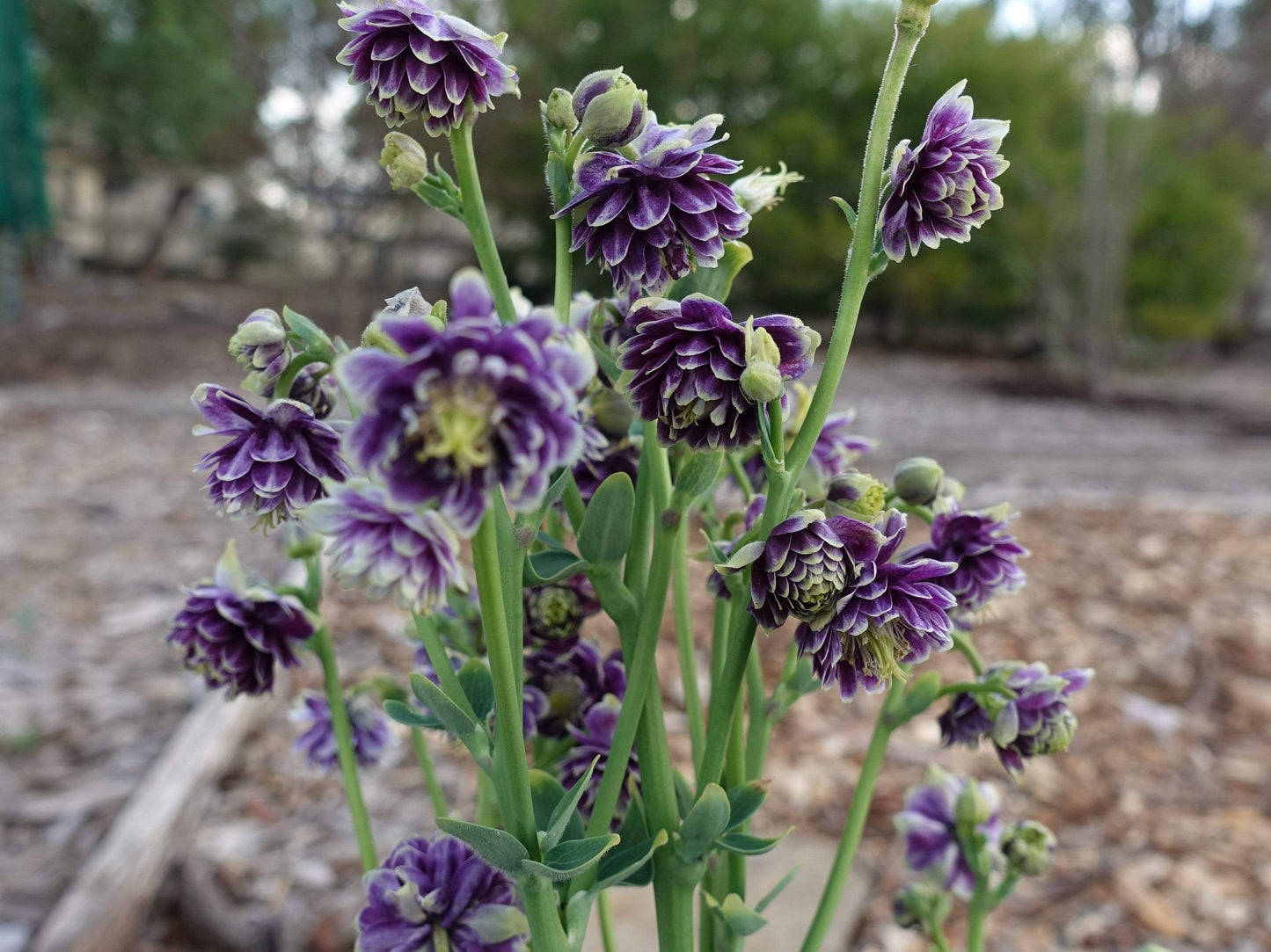 Aquilegia Christa Barlow - LifeForce Seeds