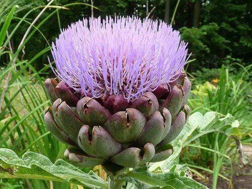Artichoke, Green Globe - LifeForce Seeds
