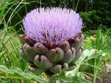 Artichoke, Green Globe - LifeForce Seeds