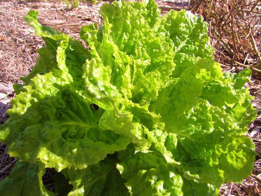 Lettuce Australian Yellow - LifeForce Seeds