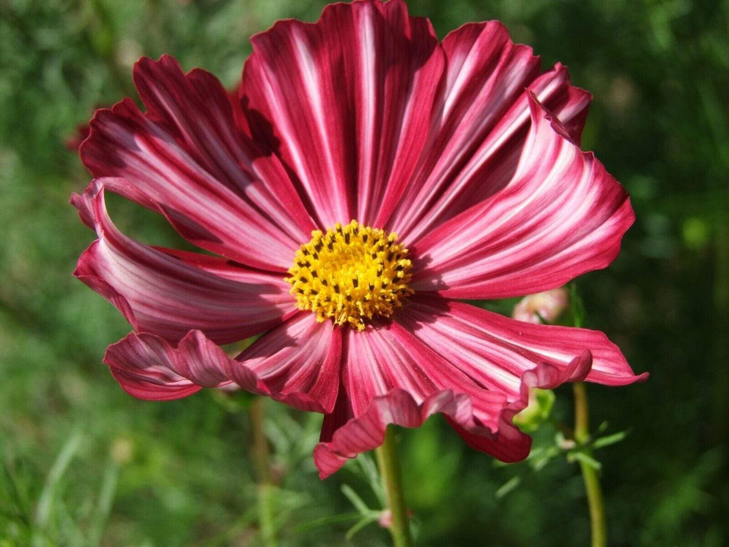 Cosmos, Velouette - LifeForce Seeds