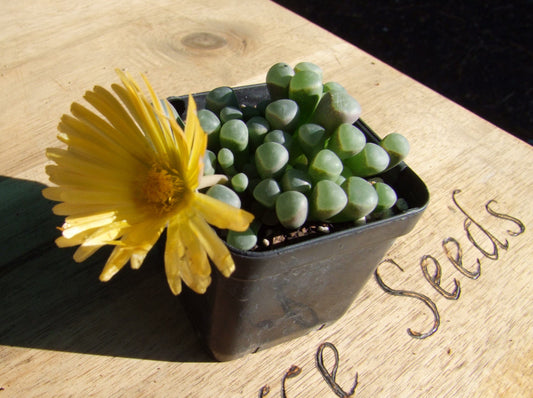 Fenestraria rhopalophylla ‘Baby Toes’ - LifeForce Seeds