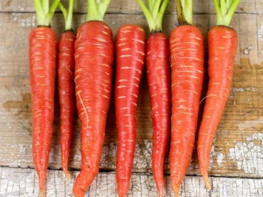 Carrot, Atomic Red - LifeForce Seeds