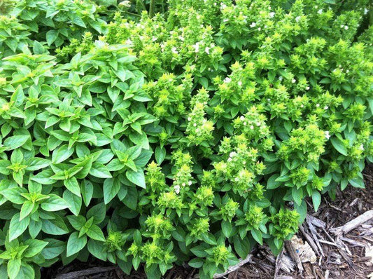 Basil Greek Dwarf - LifeForce Seeds