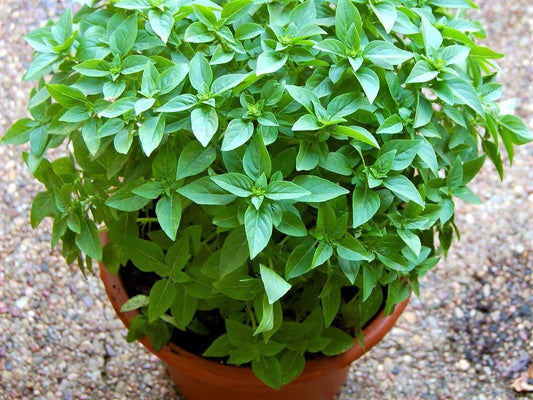 Basil Greek Dwarf - LifeForce Seeds