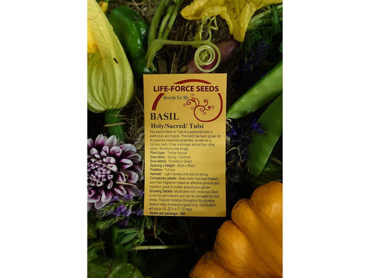 Basil Holy Green/ Sacred - LifeForce Seeds
