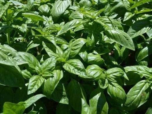 Basil Italian Large Leaf - LifeForce Seeds