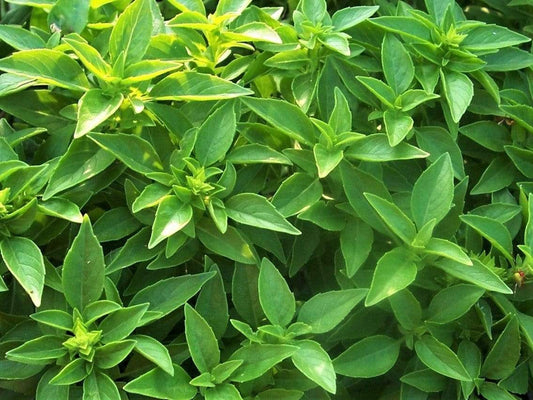 Basil Lime (Thai Lime) - LifeForce Seeds