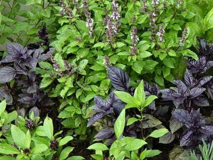 Basil Aroma Mix - LifeForce Seeds