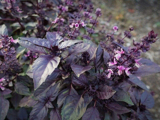 Basil Dark Opal - LifeForce Seeds