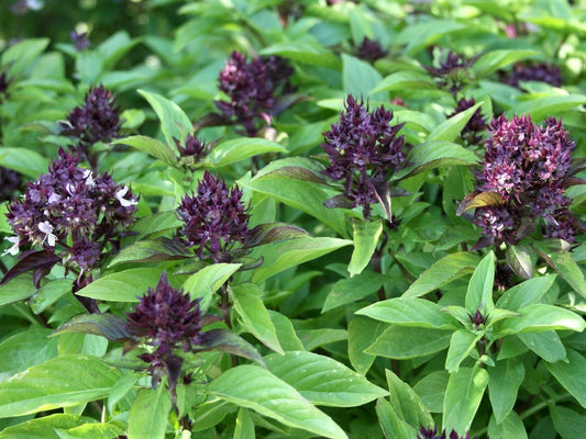 Basil Thai - LifeForce Seeds