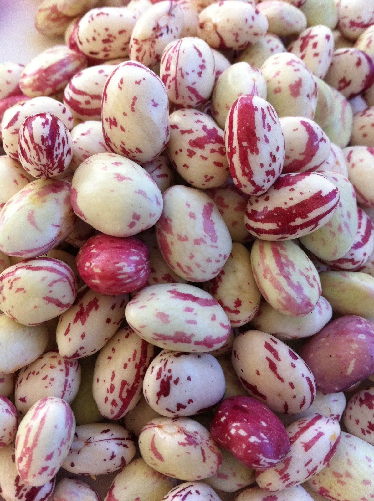 Bean Bush Borlotti - LifeForce Seeds