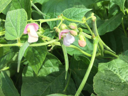 Bean Bush, Scarlet Beauty - LifeForce Seeds