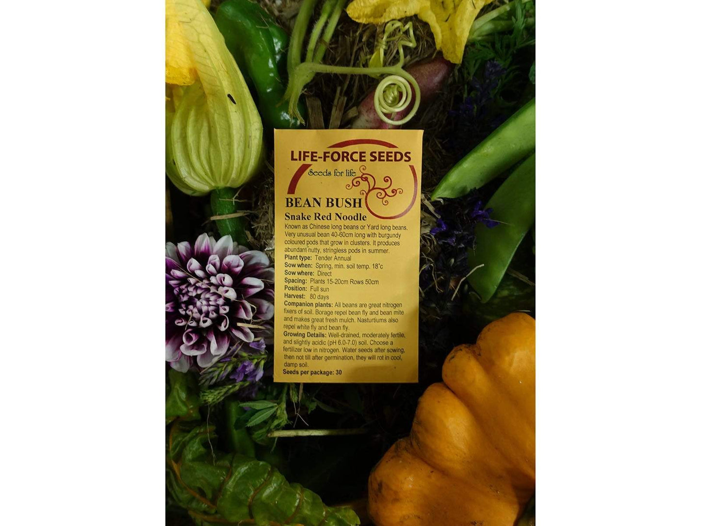 Bean Bush, Snake Red Noodle - LifeForce Seeds
