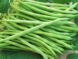 Bean Bush Provider - LifeForce Seeds