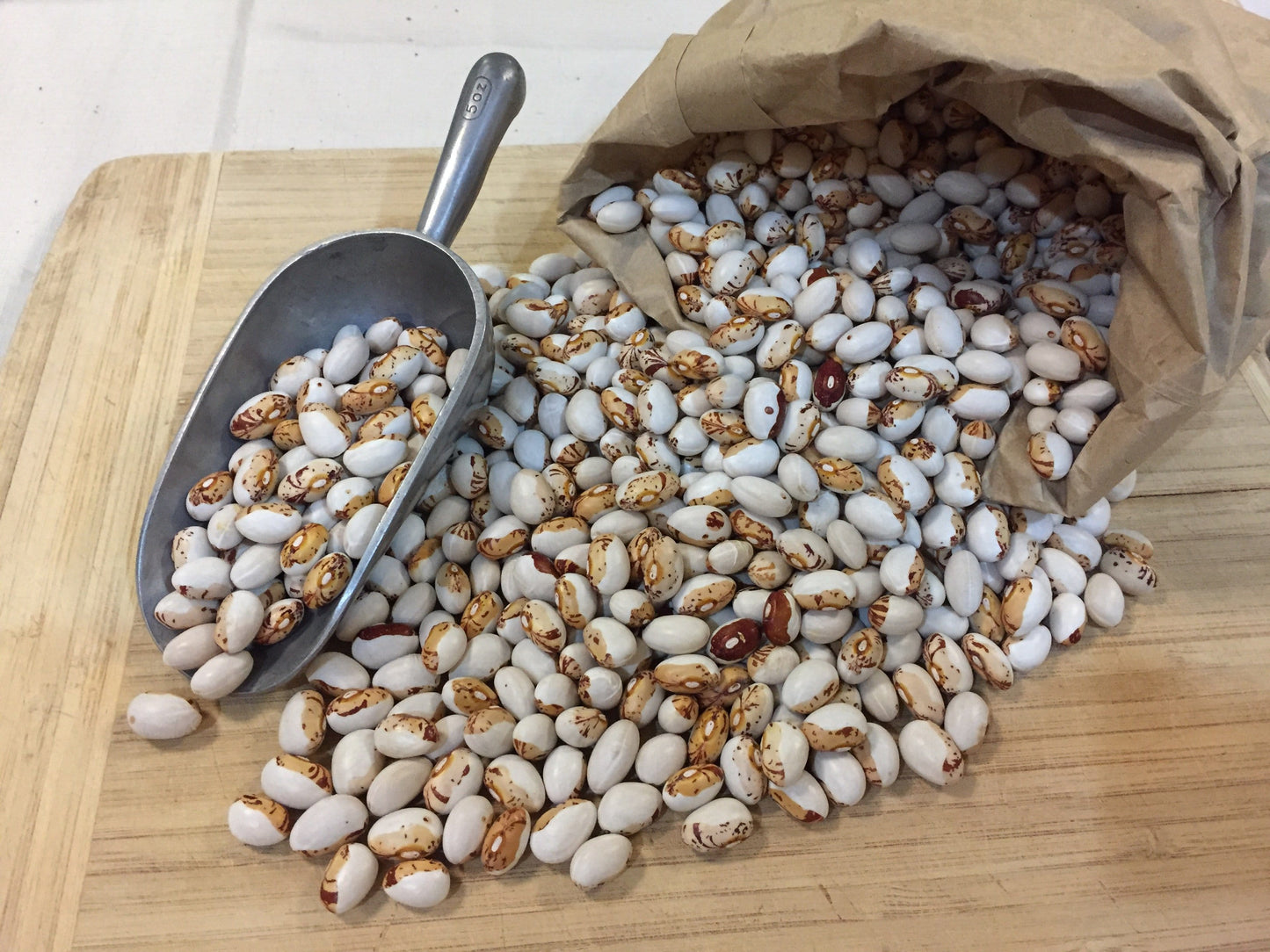 Bean Climbing, Hidatsa Shield - LifeForce Seeds