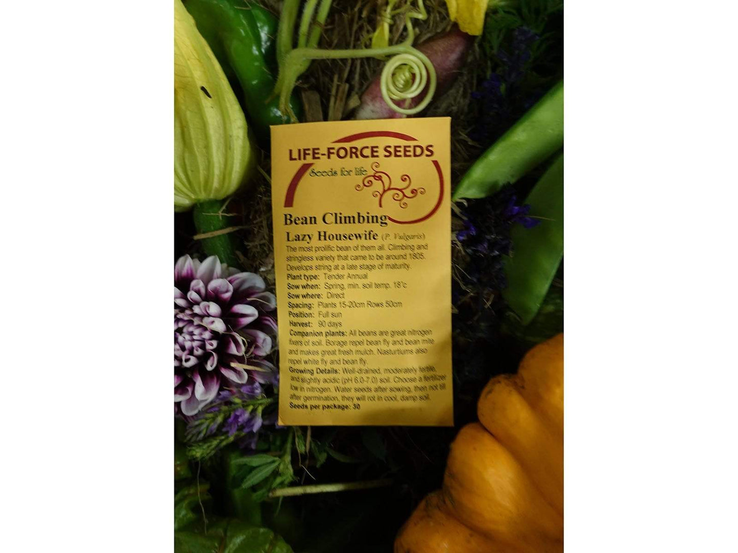 Bean Climbing Lazy Housewife - LifeForce Seeds