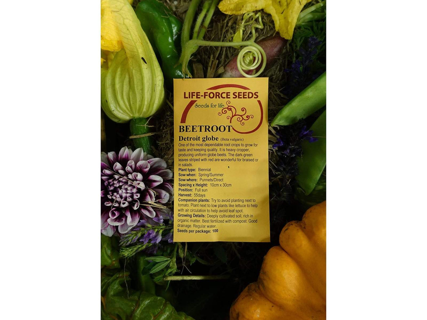 Beetroot Detroit Globe - LifeForce Seeds