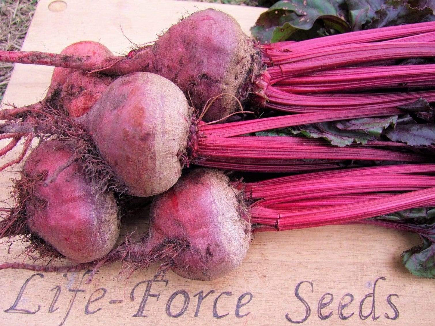 Beetroot Bulls Blood - LifeForce Seeds
