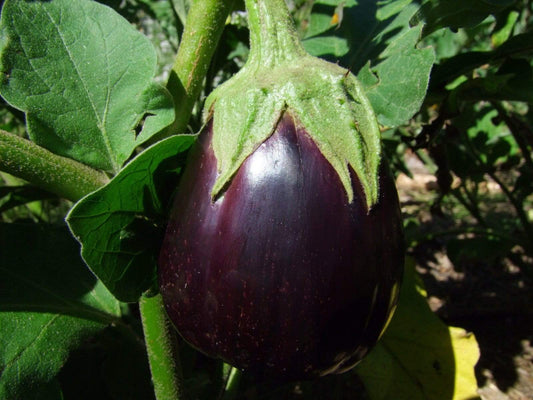 Eggplant, Black Beauty - LifeForce Seeds