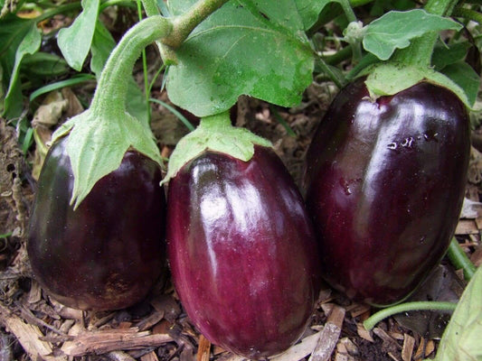 Eggplant, Black Beauty - LifeForce Seeds