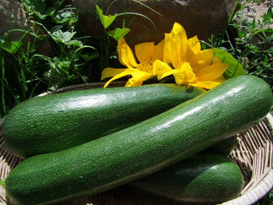 Zucchini, Black Beauty - LifeForce Seeds