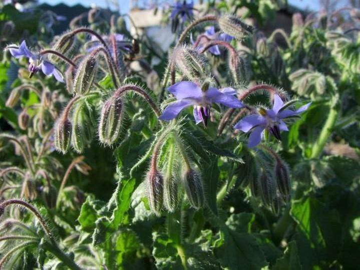 Borage Blue Flowered - LifeForce Seeds