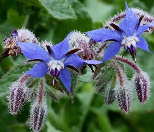 Borage Blue Flowered - LifeForce Seeds