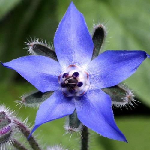 Borage Blue Flowered - LifeForce Seeds