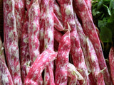 Bean Bush Borlotti - LifeForce Seeds