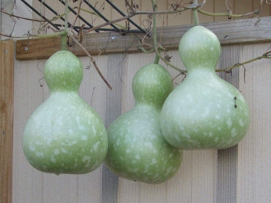 Gourd, Bottle - LifeForce Seeds